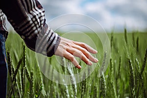 Closeup of a young woman farmer`s hand at the green wheat field touching spikelets. Female farm worker checking the