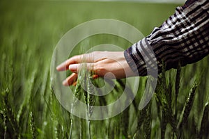 Closeup of a young woman farmer`s hand at the green wheat field touching spikelets. Female farm worker checking the