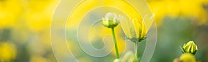 Closeup of young yellow flower on blurred gereen background under sunlight using as background natural plants, ecology cover page