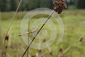 Closeup on a young yellow, un-colored male common darter dragonfly Sympetrum striolatum perched in the vegetation photo