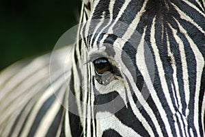 Closeup Zebra eye