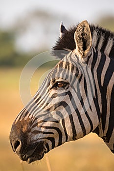 Zebra head in profil photo