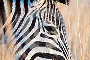 Closeup zebra head with dry grass background