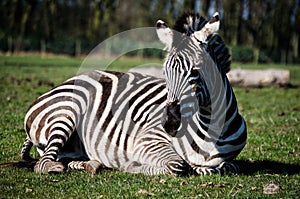 Closeup of a zebra (Hippotigris) sitting on the grass in a park