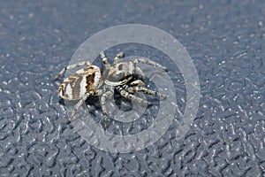 Closeup on a zebra jumping spider, salticus scenicus on a plastic surface