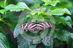 Closeup of zebra longwing butterfly sitting on leaf