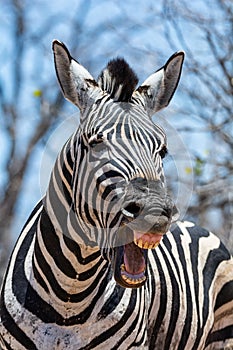 Laughing Zebra