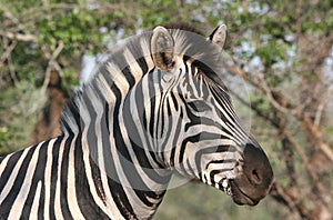 Closeup of zebra's head
