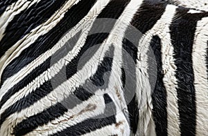 Closeup of a zebra's striped fur pattern