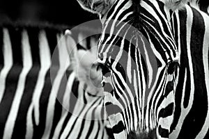 Closeup of zebra stripes