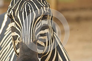 Zebra en Joya Grande Zoo photo