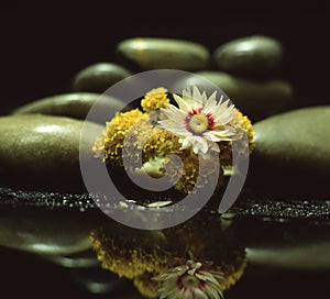 Zen-balanced stones and yellow Everlasting flowers, the concept of peace, tranquillity, and quiet photo