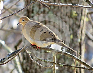 Closeup of a (Zenaida macroura) Mourning Dove perched on a tree branch