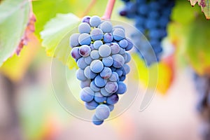 closeup of zinfandel grape cluster on the vine