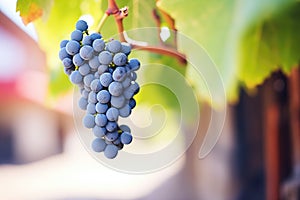 closeup of zinfandel grape cluster on the vine photo