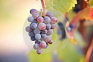 closeup of zinfandel grape cluster on the vine photo
