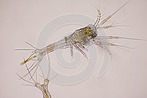 Closeup zoea stage of Vannamei shrimp in light microscope, Shrimp larvae under a microscope, Shrimp, White shrimp, Nauplius, zoea