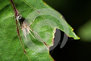 Closeup of Zygiella x-notata, missing sector orb weaver on the green leaf.