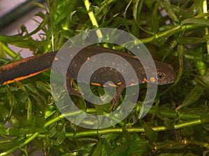 Closeupo on a female o the endangered Chuxiong blue-tailed fire-bellied Cynops cyanurus