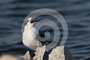 Closeupo of a juvenile White-cheeked Tern calling at Tubli coast, Bahrain