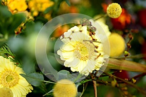 Closeups on background on flowers colorfull photo