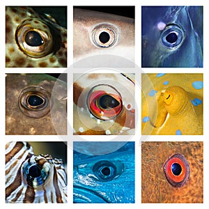 Closeups of different fish eyes