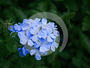 Closeups of little blue forget-me-not flowers on spring meadow, nature background