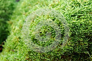 Closeups of natural green moss with blurring background, Beautiful green moss on the floor, green plants cover stones in natural w