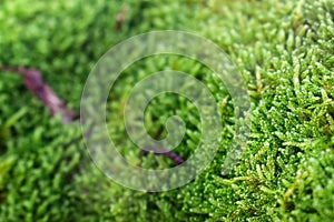 Closeups of natural green moss with blurring background, Beautiful green moss on the floor, green plants cover stones in natural w