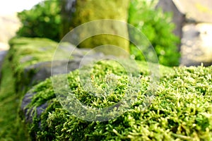 Closeups of natural green moss with blurring background, Beautiful green moss on the floor, green plants cover stones in natural w