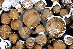 Closeupshot of cut tree trunks assembled together in woods covered in snow