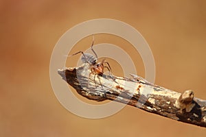 Closeupshot of an insect on the dry tree branch on the brown background