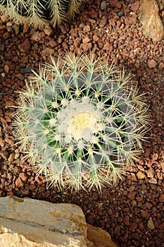 Closeupâ€‹ Golden Barrel Cactus planted fromâ€‹ topâ€‹ viewâ€‹ on a small rock in an arid botanical garden.