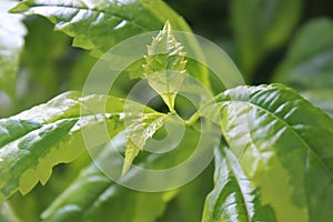 Closeupâ€‹ greenâ€‹ plantâ€‹ background.â€‹ greenâ€‹ plantâ€‹ inâ€‹ theâ€‹ tropicalâ€‹ garden.