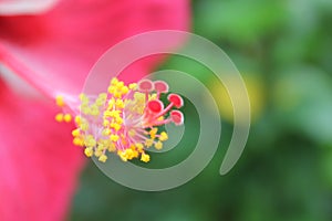 Closeupâ€‹ hibiscus flower pollen.â€‹ Macro shot of a beautiful and vibrant hibiscus flower. Red hibiscus flower on a green backgr