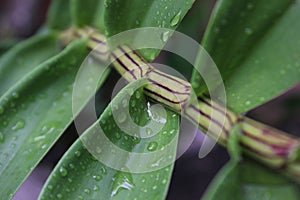 Closeupâ€‹ orchid flower branchesâ€‹ itâ€‹ wetâ€‹ fromâ€‹ rain background.