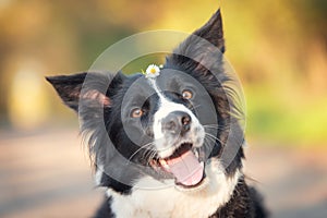 Closeut photo of a border collie dog head