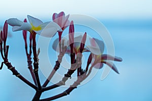 Closeuup shot of Plumeria rubra flowers in bloom by the sea photo