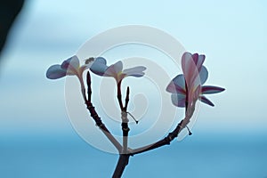 Closeuup shot of Plumeria rubra flowers in bloom by the sea photo