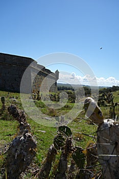Cactus and the fort - Fortress santa tereza, uruguay photo