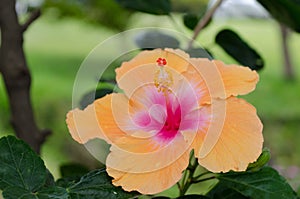 Closing up on giant orange hibiscus in Waikoloa