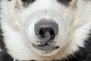 Closing up white dog`s nose and mouth. Close up shot of dog nose