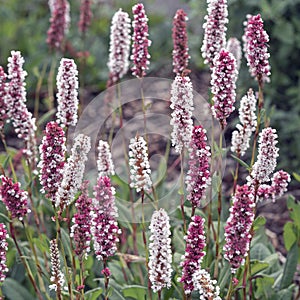 Closoeup of pretty bistort flowers, Persicaria affinis Superba