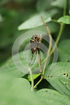 Closop of a unique and beautiful common cicada on the stem of a plant