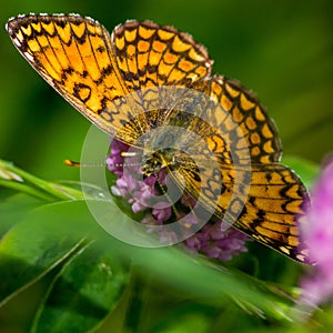 Clossiana euphrosyne, a common butterfly in Italy and other areas of a beautiful orange color