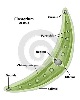 Closterium Cell Structures and Anatomy