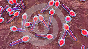 Clostridium botulinum, 3D illustration. Bacterium producing botulinum toxin, leading to botulism with flaccid paralysis and photo