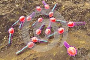 Clostridium botulinum, 3D illustration. Bacterium producing botulinum toxin, leading to botulism with flaccid paralysis and photo