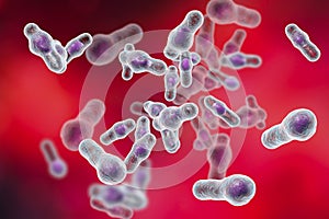 Clostridium difficile bacteria