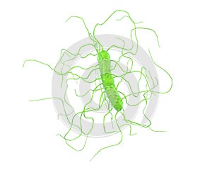 Clostridium difficile bacteria photo